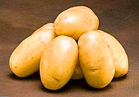 Variantet e patateve kineze "Rogneda": përshkrimi i varietetit, karakteristikat, fotografitë