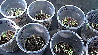 Kapan wiwit kuwatir bab lack of sprouts tomat lan sawise sawetara dina Panjenengan seedlings biasane tuwuh?
