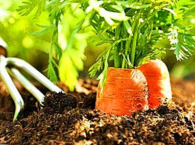 Кога да се засади морков и дали е можно во јули или јуни? Кои сорти се вклопуваат?