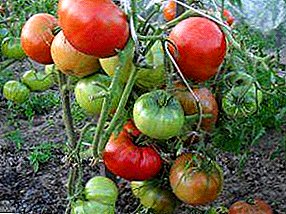 Shkurre kompakte, rendiment i lartë, prezantim i shkëlqyer - këto janë shenjat dalluese të varietetit të domates "Faqe të trasha"