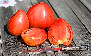 Zezenekin tomateekin: "Barrutiko bihotz gorria" barietatea ezaugarri eta deskribapena.
