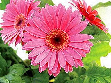 सुंदर फूल Gerbera बियाणे! घरी रोपण आणि काळजी