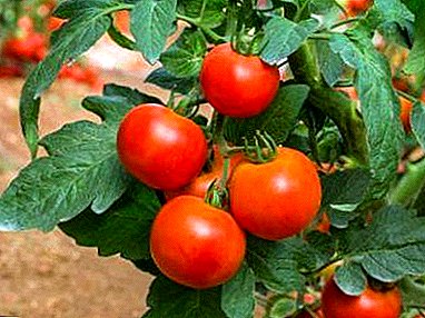 Прекрасни и вкусни домати "Москва светла": рана берба за не премногу искусни градинари