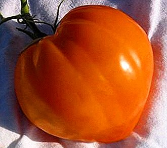 Cantik, tomat gedhe sing apik banget - macem-macem tomat "Kubah Emas"