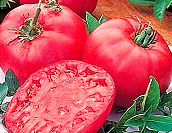 Bela kaj fructífera tomato "Tretyakovsky": karakterizaĵoj, priskribo kaj foto