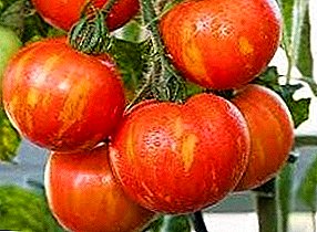 Bèl ak dirab varyete ibrid nan tomat "epè boatswain" - deskripsyon ak rekòmandasyon pou ap grandi