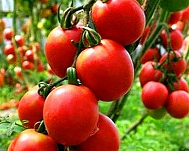 Sizning to'shagingizda ajoyib gigant - pomidor "De Barao Pushti"