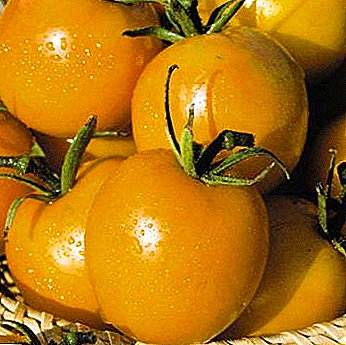 Прекрасна фабрика со богата сорта жетва на домати - "Де Барао Жолта (Златна)"