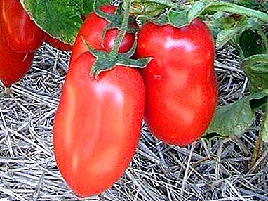 Bedewî û dilxweşiyê di yek dikare - şirovekirina celebên tomato "Kibits"