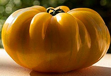 Harddwch ar eich gwelyau - Golden Queen Tomato: disgrifiad amrywiaeth, llun