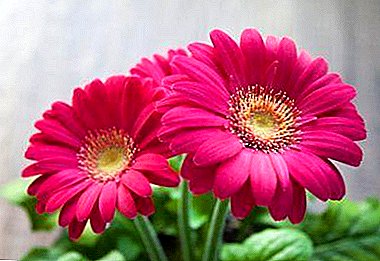 زیبایی در گلدان یا گیبره Jamson به عنوان یک گیاه خانگی: ویژگی های تولید مثل و مراقبت از گل