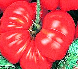 Gwo fwi klere pral pote kè kontan, epi ou p'ap janm bliye gou a - deskripsyon an nan varyete tomat “Liv Rosemary”.