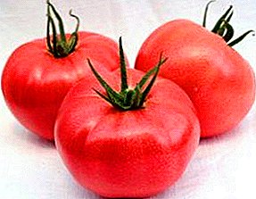 Hîber-fruited hybrid for growing greenhouses - tomato rosemary: taybetmendiyên cûda, wêneyê cûda