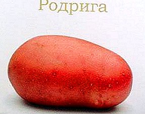 Rodrigo nga dagkong patatas: lainlaing paghulagway, litrato, kinaiya