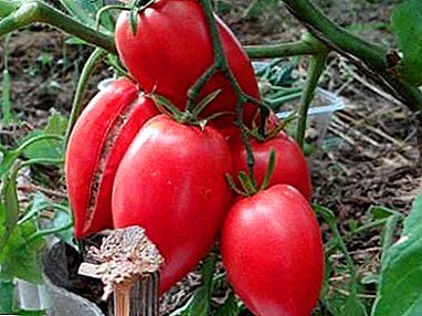 Grouss-fruucht Siberesche Tomato mat enger gudder Ausbezuelung - New Koenigsberg - Beschreiwung an Eegeschaften.