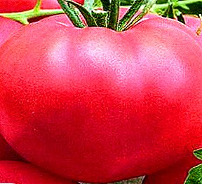 Tomat anu badag dibelambangkeun “Pink Giant”: pedaran jinis, ciri, rusiah budidaya, poto tomat