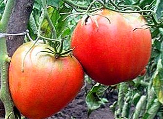 Pirrjimarokek mezin a fêrbûna şanoya tomato "King London": şirove, taybetmendî, pêşniyarên ji bo lênêrînê
