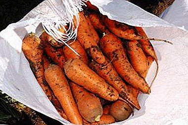 Hacking kahirupan pikeun kebon: cara nyimpen wortel di gudang di jero taneuh dina usum tiis kantong gula