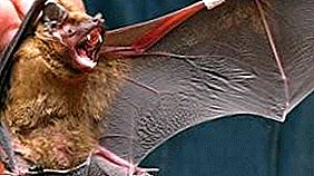 Roofed Bats: A թաղամաս տանող խայթոցների եւ տարբեր հիվանդությունների, այդ թվում `կատաղություն