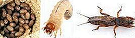 Larva ខ្លាឃ្មុំ: អ្វីគ្រប់យ៉ាងដែលអ្នកត្រូវការដឹងសួនច្បារ។ រូបថតនិងការពិពណ៌នាអំពីវិធីសាស្រ្តនៃការតស៊ូ