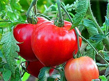 Lider među najboljima - paradajz "Batyanya": karakteristike i opis sorte, fotografija