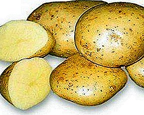 Kartof böyümənin lideri: müxtəlifliyin xüsusiyyətləri və əkilmiş "Nevskiy" tipinin becərilməsi xüsusiyyətləri