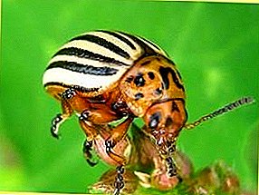 Imithi engcono kakhulu yokulwa ne-Colorado amazambane beetle (Ingxenye 1)