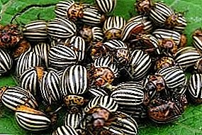 Imithi engcono kakhulu yokulwa ne-Colorado amazambane beetle (ingxenye 2)