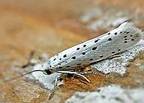 Molemo ka ho fetisisa litokisetso tsa litapole moth (karolo ea 1)