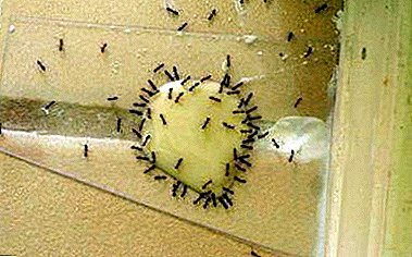 بهترین دستورالعمل برای خلاص شدن از مورچه ها با اسید بوریک