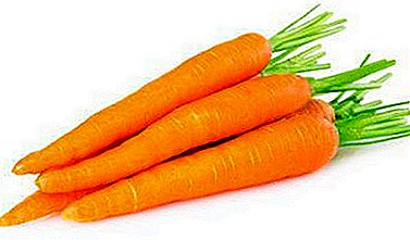 ແນວພັນທີ່ດີທີ່ສຸດຂອງ carrots ສໍາລັບລະດູຫນາວ! ວິທີການເກັບຜັກ - ລ້າງຫຼືເປື້ອນ?