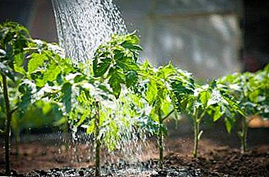 Hanyoyi mafi kyau na watering tumatir seedlings a gida