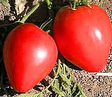 Најдобар експеримент на руски одгледувачи е Volovye Serd домат: карактеристика и опис на разновидност, слика