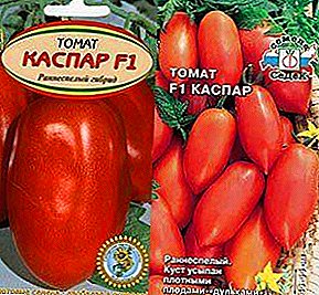 Varyete a pi bon pou Canning - deskripsyon ak karakteristik nan tomat la ibrid "Caspar"