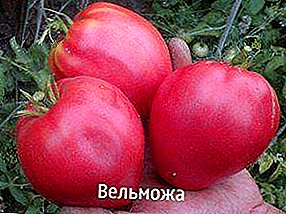 Sibir yetişdirilməsi pomidorunun ən yaxşı çeşidi "Velmozma", təsviri, xüsusiyyətləri, tövsiyələri