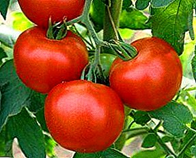 Ang paborito sa kadaghanan mao ang "Summer Resident" tomato: kinaiya ug paghulagway sa matang, litrato