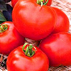 Favorit tomat "Hadiah": gambaran lan karakteristik macem-macem