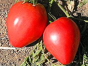 Danko tomat sing nggawe ati-ati favorit: macem-macem gambaran, karakteristik, foto