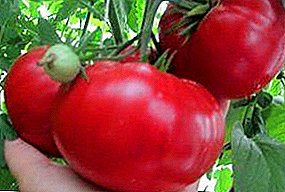 Tomato Favorite Favorites "Raspberry Honey": pirtûka cûda, pêşniyarên ji bo pêşveçûnê
