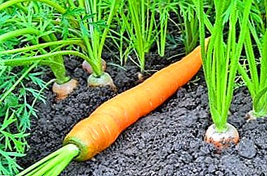 آیا هویج عشق خاکستر است؟ چگونه می توان یک گیاه را تغذیه کرد؟
