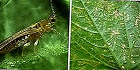 "Obere na aghụghọ" karia ime ka ndi mmadu na-acho na chrysanthemum na osisi ndi ozo