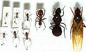 Útero de formigas domésticas: ¿como parece e onde buscar?