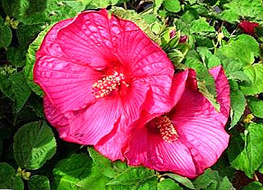 Quod Chinese rosa de somno uerbenas secum - realis est? Quam ad interficiam texit hibisco, Pierides locus ius?