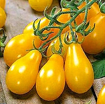 Madu Drop - tomat berwarna ambar-gula: macem-macem gambaran, fitur budidaya