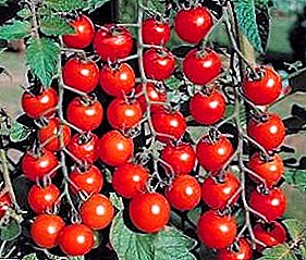 Cilik-fruited, nanging apik banget - bahan saka tomat ing cluster Red: foto lan gambaran saka bahan