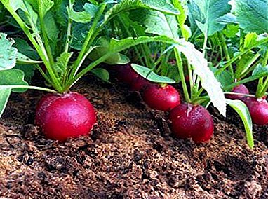 Menú para rabanetes: como alimentar a planta despois da xerminación no invernadoiro e no campo aberto?
