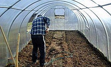 موسم بہار اور موسم خزاں میں ٹماٹروں کے پودے لگانے کے لئے گرین ہاؤس کی تیاری کے لئے سرگرمیاں. کیا کرنا ہے