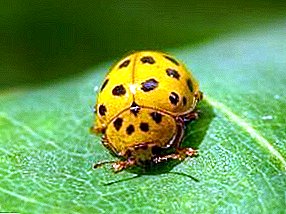 ວິທີການຈັດການກັບມັນຕົ້ນ, ladybug ຫຼື epilya