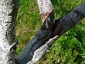 روشهای مقابله با سوسک پوست در درختان سیب