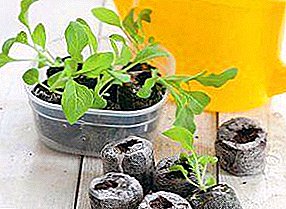 Plantegroei saailinge groei in 'n slak, turf tablette en op toiletpapier: eienskappe van plant en behoorlike sorg met elke metode